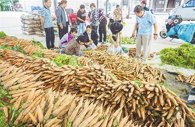 海南三亚:拉近“菜园子” 直通“菜篮子”[图]